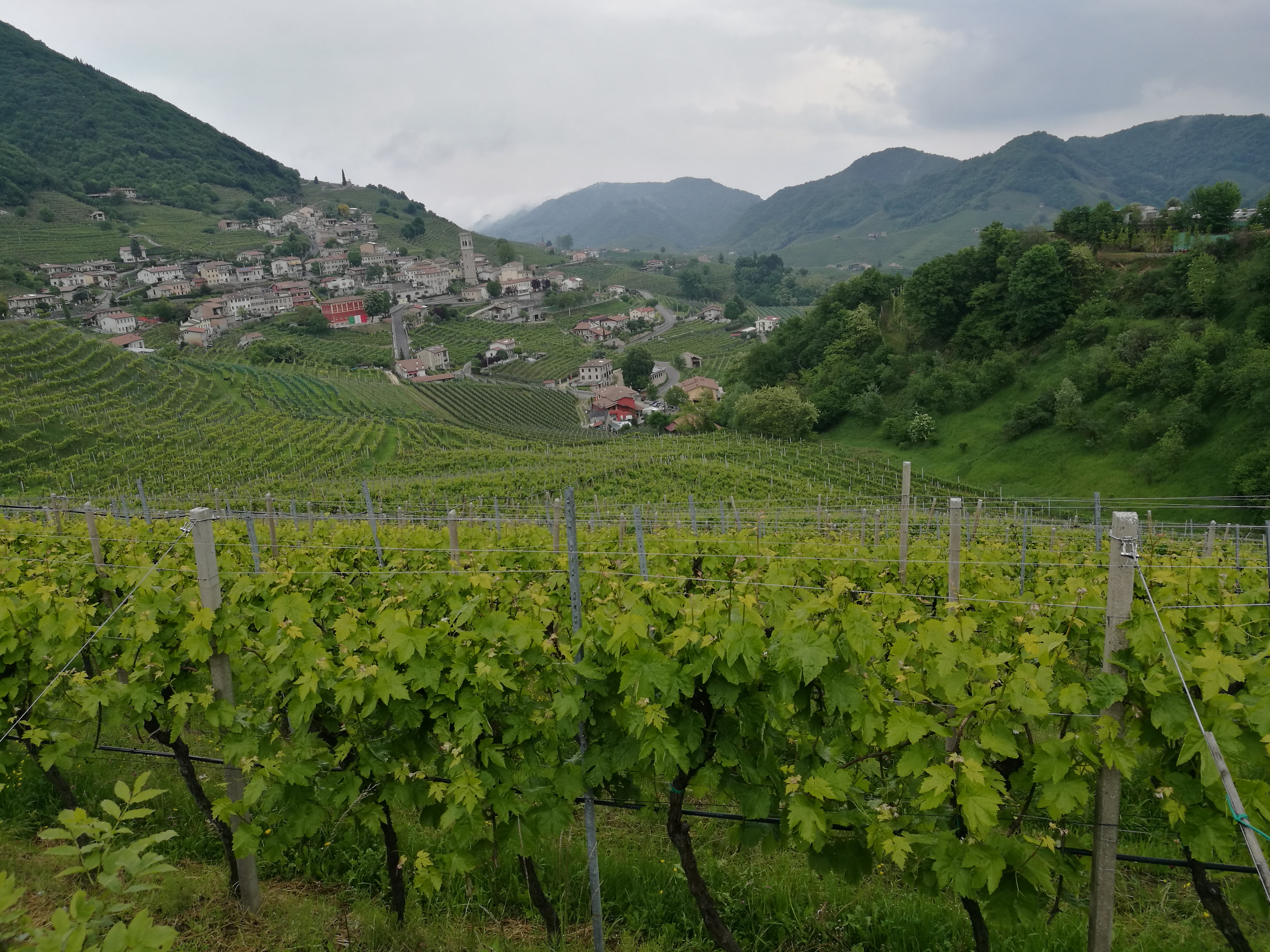 04/05/2017 - Strada del Prosecco e visita guidata presso la Cantina Ca’ Salina di Valdobbiadene (storia del Prosecco e degustazione dei vini)