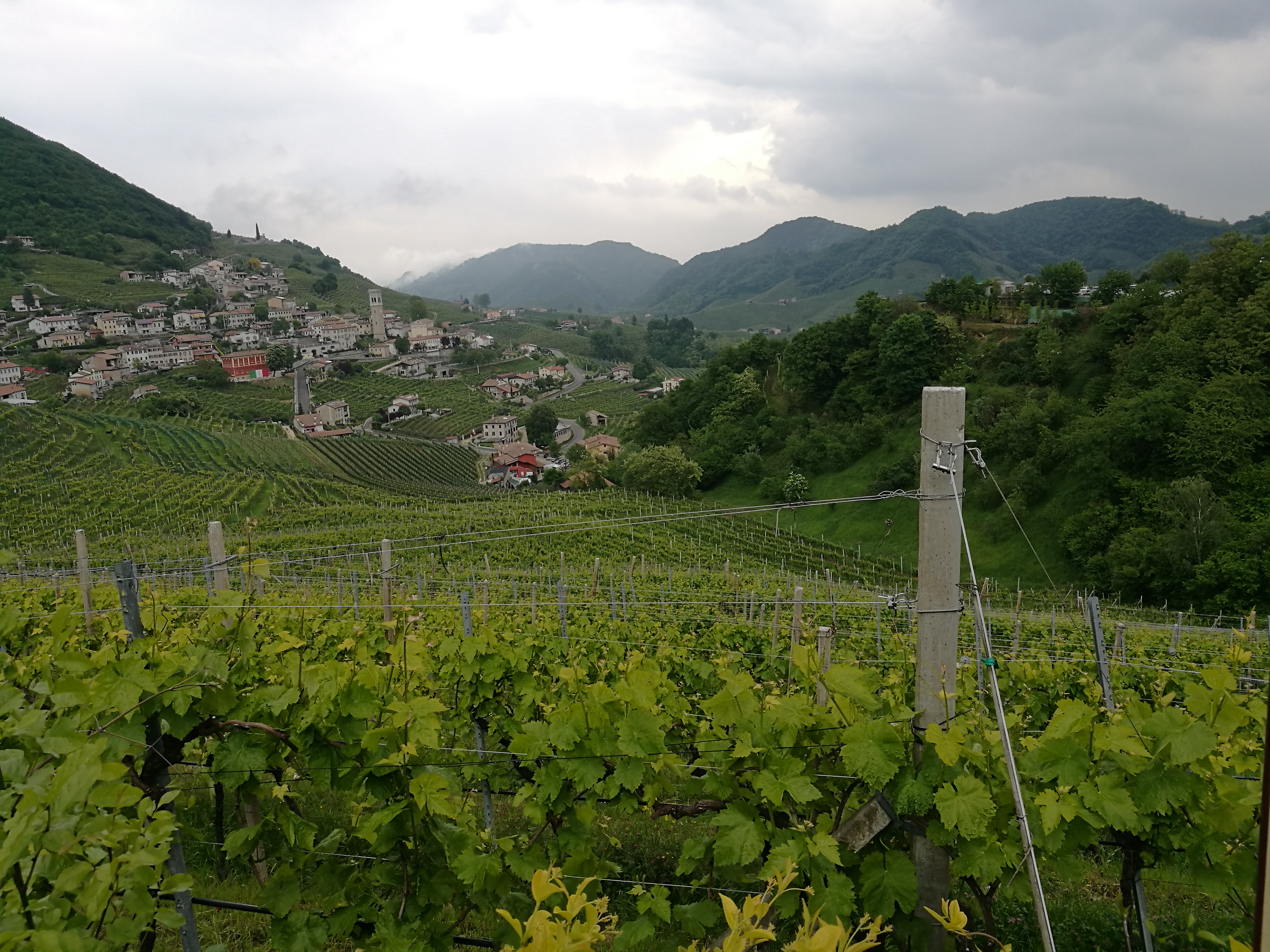 04/05/2017 - Strada del Prosecco e visita guidata presso la Cantina Ca’ Salina di Valdobbiadene (storia del Prosecco e degustazione dei vini)