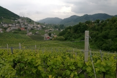 04/05/2017 - Strada del Prosecco e visita guidata presso la Cantina Ca’ Salina di Valdobbiadene (storia del Prosecco e degustazione dei vini)